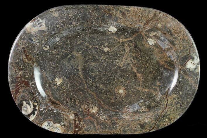 Fossil Orthoceras & Goniatite Oval Plate - Stoneware #140232